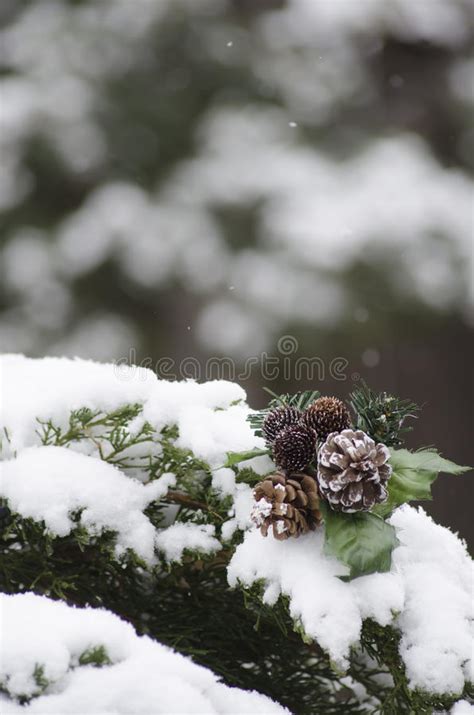 Pine Cones On Snow Covered Branches Stock Image Image Of Evergreen