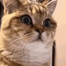 Cat Staring GIF Cat Staring Eyes Discover And Share GIFs