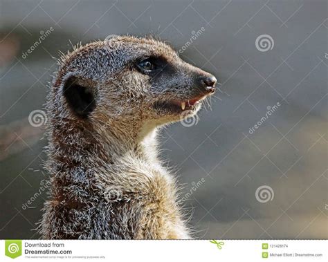 Meerkat Close Up Portrait Stock Photo Image Of Ground 121428174