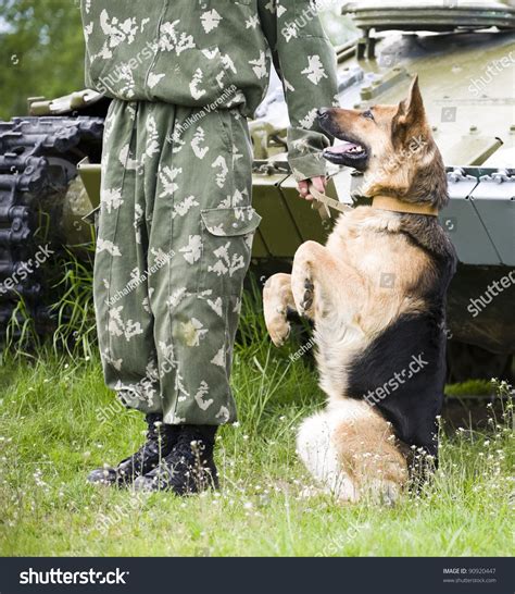 Military Dog Training German Shepherd Stock Photo 90920447 Shutterstock