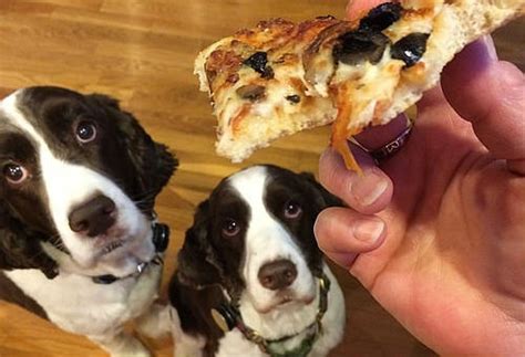 Lean chicken or turkey, skinless and boneless; How to Stop Your Dog from Begging for Food