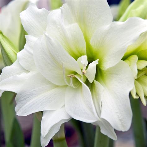 White Amaryllis Florabundance Wholesale Flowers