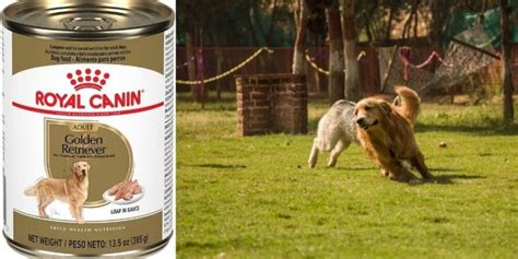 Top 6 Best Retriever High Protein Dog Food Reviews