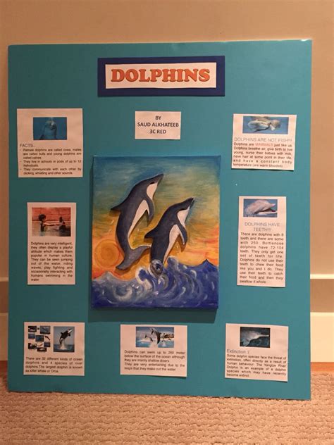 3rd Grade Science Project Dolphins