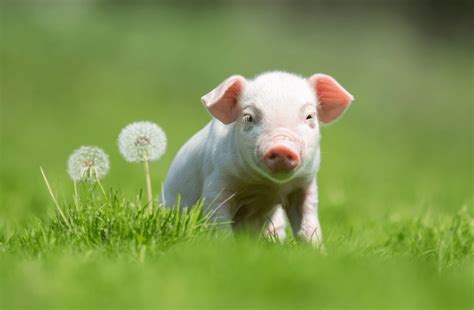 The World Of Baby Pigs Explored Through 8 Awesome Facts Animal Corner
