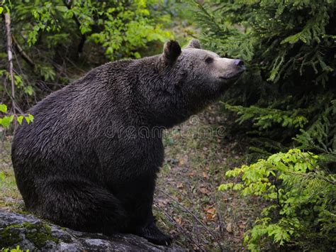 Brown Bear Sitting In Forest Stock Image Image Of Resting Looking