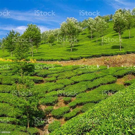 Beautiful Fresh Green Tea Plantation In Munnar Kerala India Stock Photo