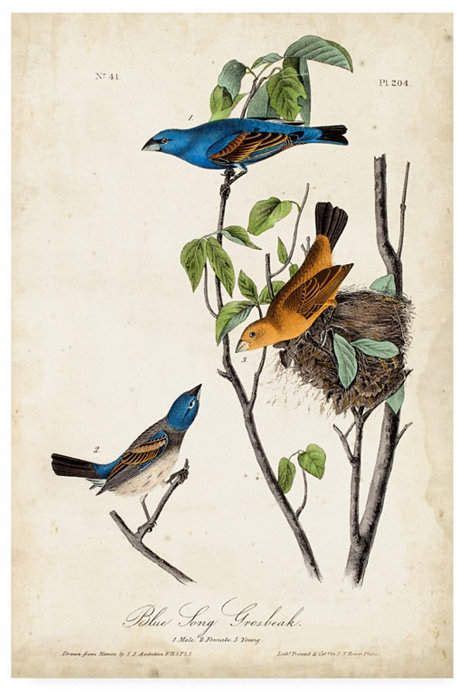 Bird Art Print Bird Prints Blue Song Audubon Birds Birds Of America