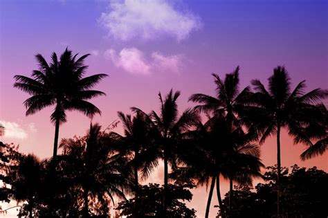 Free Stock Photo Of Sunset Palm Silhouette Photoeverywhere