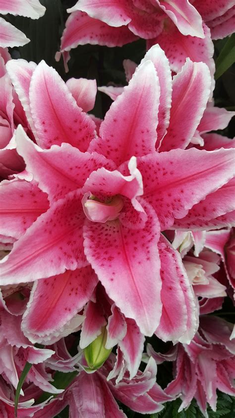 Roselily Thalita Lilies Lily Bulbs Gold Medal Winning Harts Nursery