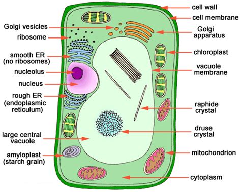 Plant Life Eukaryotic Cells
