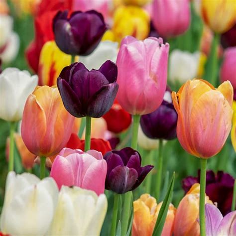 Maybe you would like to learn more about one of these? How Flowers Get Their Colors | Nature | MOTHER EARTH NEWS