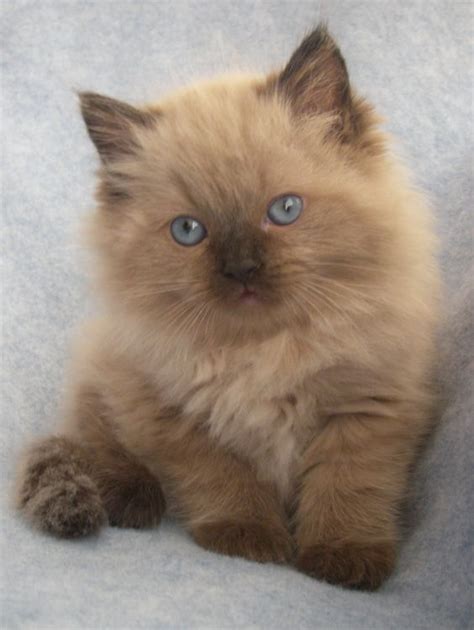 Ragdoll Kittens Available Click Here To Learn About Ragdoll Cats In Video Ragdoll Cats 101