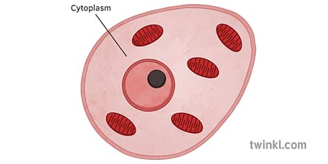 Citoplasma Illustration Twinkl