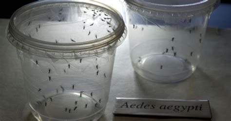 u s confirms first sexually transmitted case of zika virus cbs news