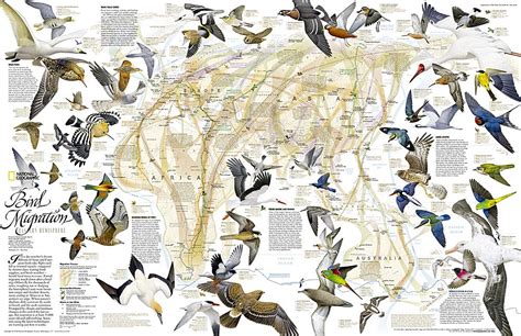 Bird Migration Bird Migration Map Migratory Birds