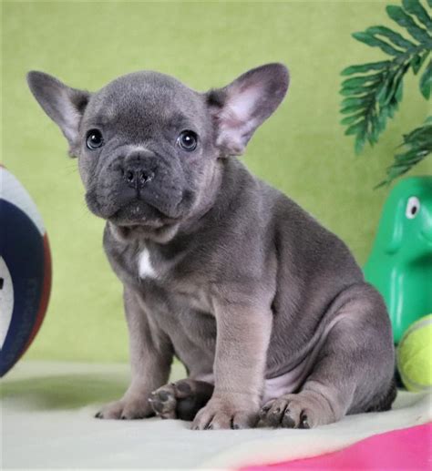 These colors are approved by the fbdca (french bulldog club of america) and the akc (american kennel club) since they are not intentionally bred for money, and they do not meet the breed standards. Adorable Uniquely Colored AKC French Bulldog puppies ...