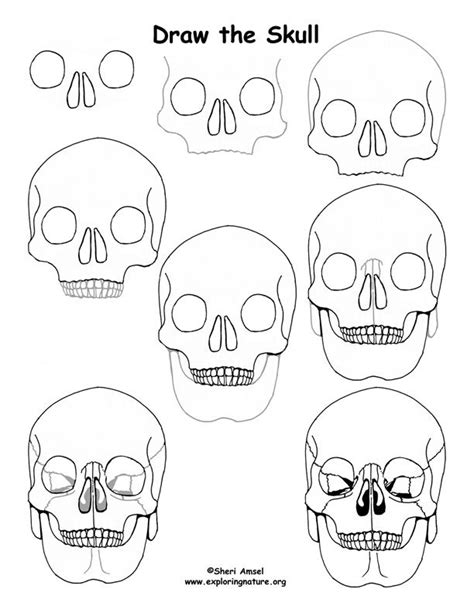 Skull Drawing Lesson Exploring Nature Educational Resource Drawing Lessons Skull Drawing