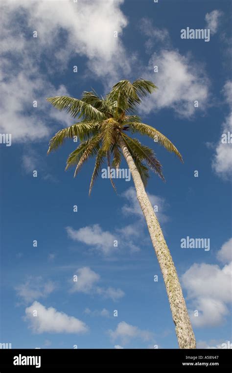 Palm Tree Guam Usa Stock Photo Alamy