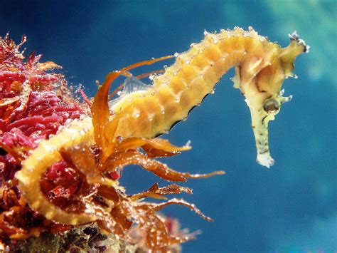 Seahorse Wallpapers Images Photos Pictures Backgrounds