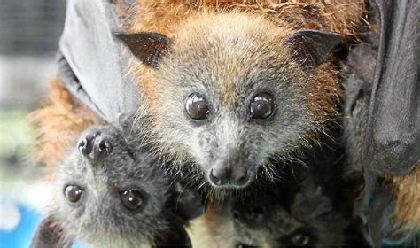 Flying Foxes An ‘important Part Of Pollination For Region Northern Star