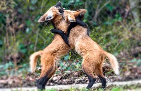 Maned Wolf Description Habitat Image Diet And Interesting Facts