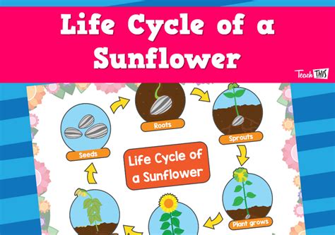 Poster Life Cycle Of A Sunflower 1 Science Curriculum Science