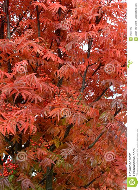 Rowan Tree With Bright Red Leaves Stock Photo Image 61603443