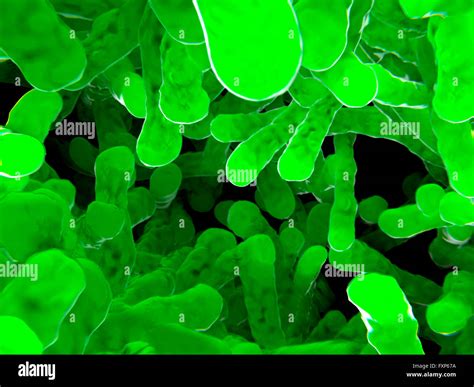 Bacteria Illustration Of A Colony Of Bacilli Rod Shaped Bacteria