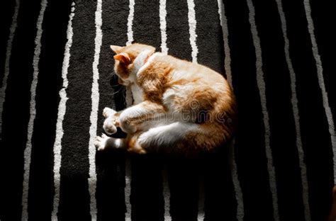 Orange And White Cat Sunbathing On Black And White Background Stock