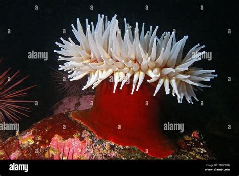 Sea Anemone Eating Hi Res Stock Photography And Images Alamy