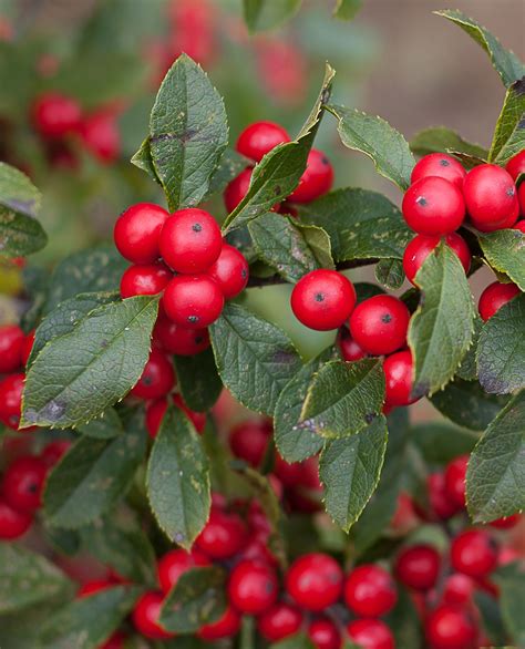 shrubs with colorful winter berries