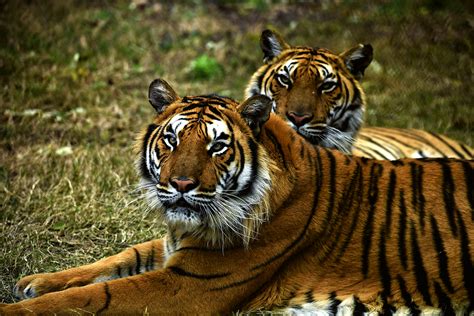 The Bengal Tiger One Of The Biggest Wild Cats Alive Today CGTN