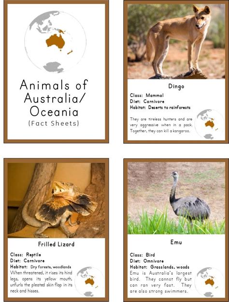 Grassland Animals Australia List World Animal