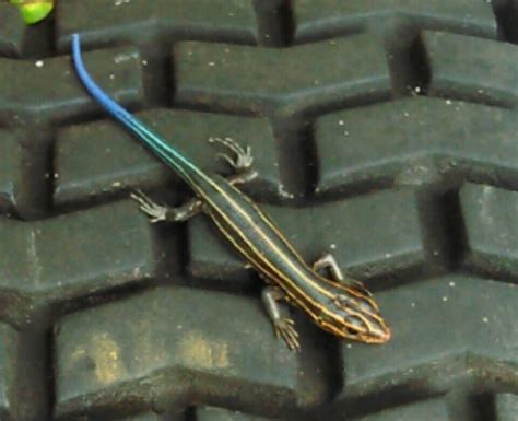 Plestiodon Inexpectatus Southeastern Five Lined Skink Wildlife