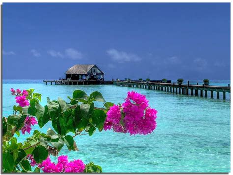 A Touch Of Pink Maldives Olhuveli Atoll The Diving Cen