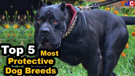 Top 5 Most Protective Dog Breeds Guard Dogs Tuc Youtube