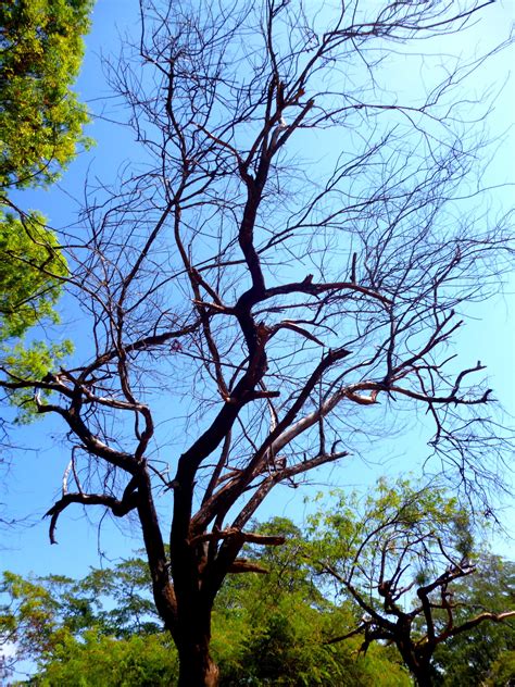 Free Images Nature Forest Wilderness Branch Sky Leaf Flower