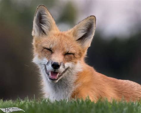 Smiling Red Fox Photo Print Metal Canvas Etsy