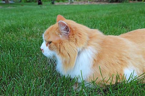 Orange And White Domestic Longhair Cat In The Grass Stock Image Image