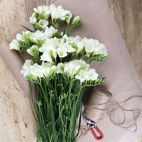 Freesias Auction Direct Flowers