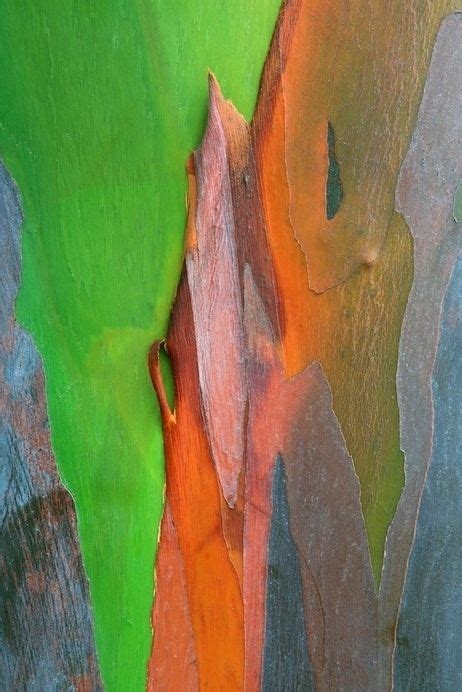 The Worlds Most Beautiful Tree Bark In 2020 Rainbow Eucalyptus Tree