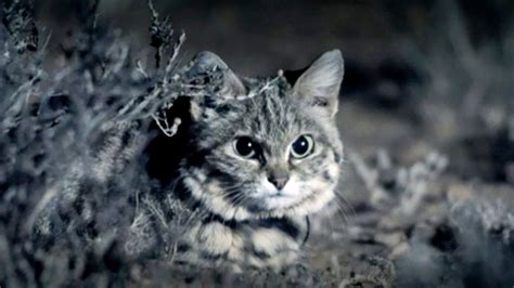 The Worlds Deadliest Cat Youtube