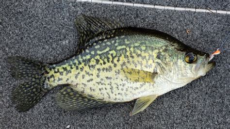Crappie Fishing Tips With Wilderness Today Crappiefirst