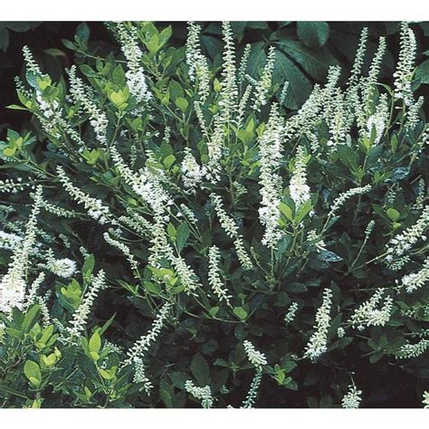 Blossom & flowering trees evergreen trees great autumn colour trees for narrow spaces trees for small gardens wetland trees wind hardy trees. 2-Gallon White White Summersweet Flowering Shrub (L6577 ...