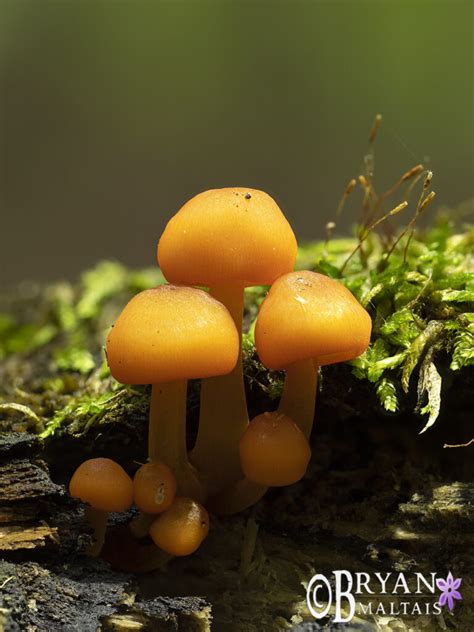 Tiny Orange Mushrooms Nature Photography Workshops And Colorado Photo