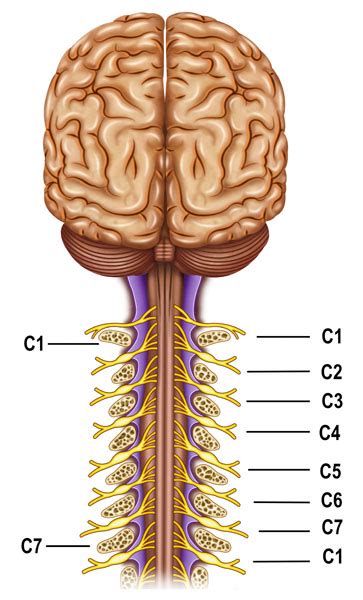 Brain Neuroanatomy Nehc Academy