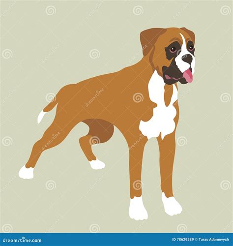 Boxer Dog Realistic Vector Illustration Stock Vector Illustration Of