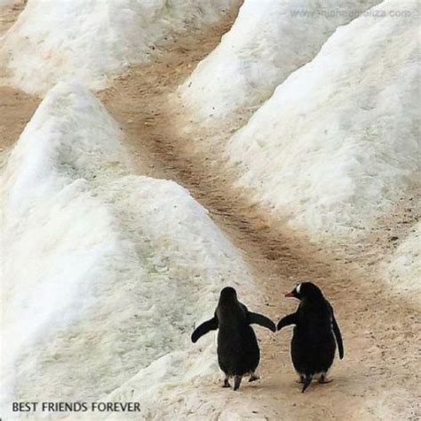 Dizem Que Quando Dois Pinguins Se Encontram Eles Ficam Juntos Pra Sempre Quer Ser Meu