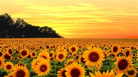 Hd wallpapers and background images. Beautiful Yellow Sunflower Fields With Yellow Sky ...